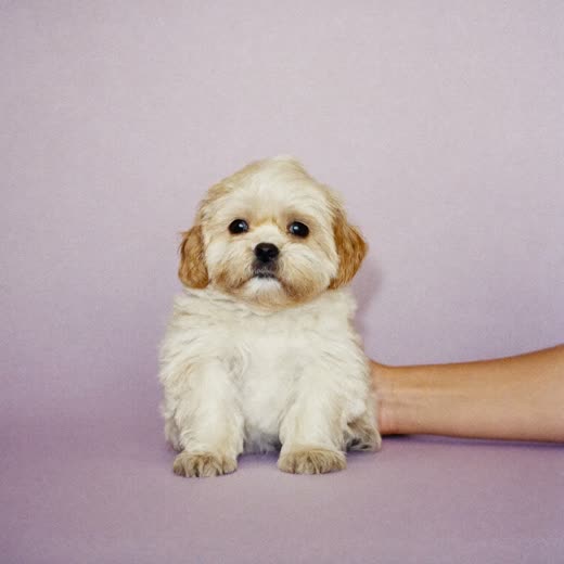 A small puppy being gently handled after a wash